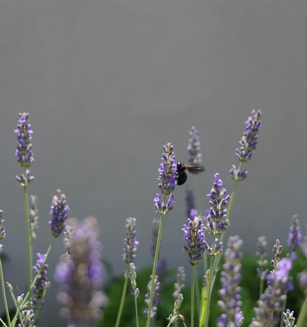 Bees and lavender