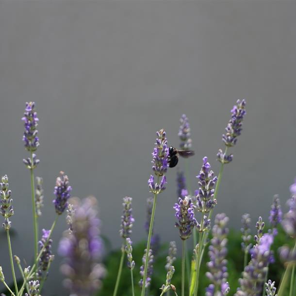 Bees and lavender - Camping Beauregard Plage